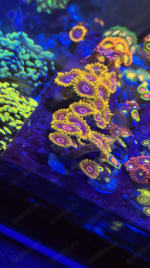 Zoas Zoanthus Krustenanemonen Bild 2