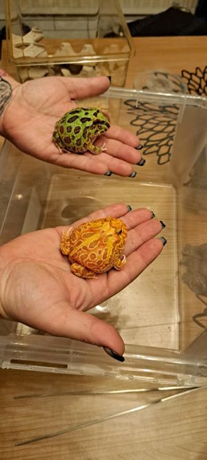 Schmuckhornfrosch  mit oder ohne terrarium 