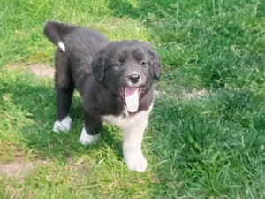 Pyrenäenberghund Kuvasz Mix 