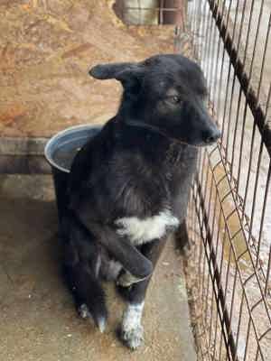 Derek ca. 42 cm   trägt bunte Socken