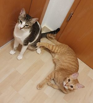 Zwei supernette Kater suchen ein freundliches Zuhause