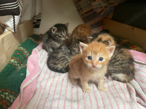 Norwegische Waldkatze Mix Kitten