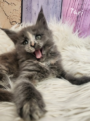 =^..^=Wunderschöne Maine Coon kitten BLAU mit Stammbaum aus seriöser Zucht =^..^=