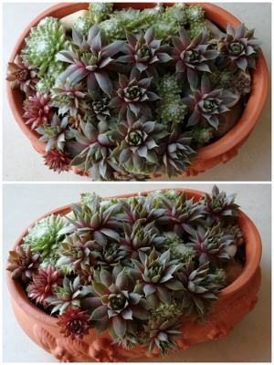 Hauswurz (Sempervivum)