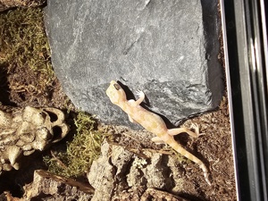 Dünnfingergeckos mit Terrarium und Zubehör 