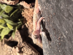 Dünnfingergeckos mit Terrarium und Zubehör 