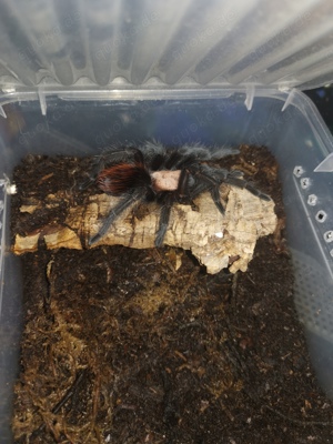 brachypelma albiceps unbestimmt 