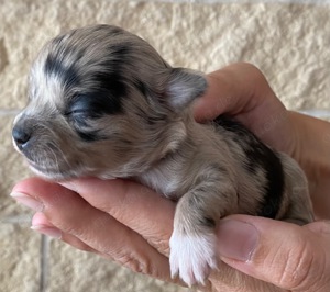 Wunderschöne Chihuahua Welpen Schoko tan lilac merle tan 