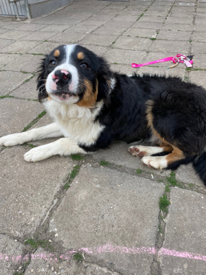 bordercollie 