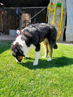 bordercollie 