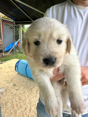 Golden Retriever Welpen 2Rüden bald Abgabe bereit 