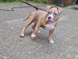 American bully pocket Hündin 12 wochen alt