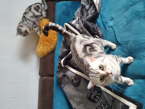 Deckater BKH,black silver taby klassik