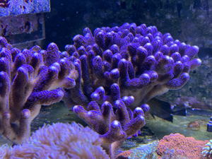 Milka Koralle Stylophora pistillata SPS XXL