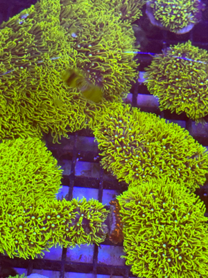Korallenableger Paket Weichkorallen SPS LPS Zoas