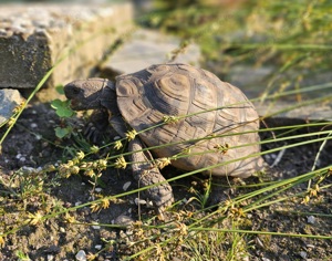 Griechische Landschildkröten (Thb) - Nachzuchten aus 2021 und 2022