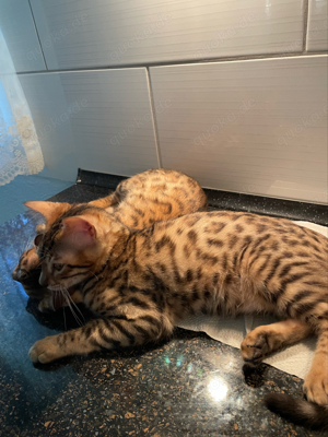 Bengalkitten mit Stammbaum