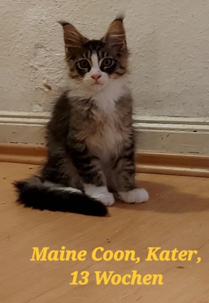 Maine Coon, Kater