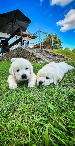 Golden Retriever Welpen aus einer wundervollen Verpaarung 