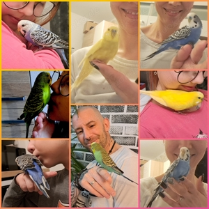 Handzahme Wellensittiche gesund und mit Familienanschluß