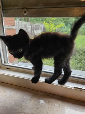 Kitten suchen ein neues Körbchen