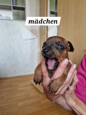 Zwergpinscher welpen 