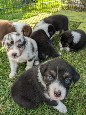 wunderschöne Australian Shepherd Welpen zu verkaufen