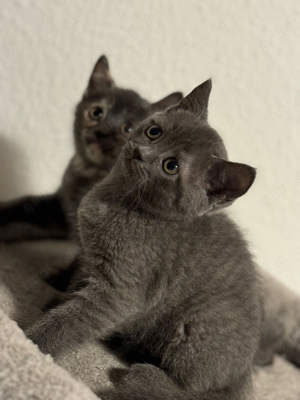 BKH Katzenbabys. Düsseldorf Köln-Bonn