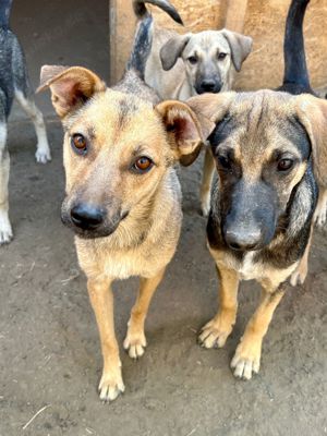 Wasti sehnt sich Gras unter den Pfoten Bild 3