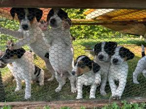 Jack Russell Welpen--reinrassig--tricolor