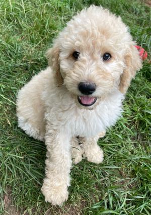 schöne Labradoodlewelpen aus seriöser Zucht 