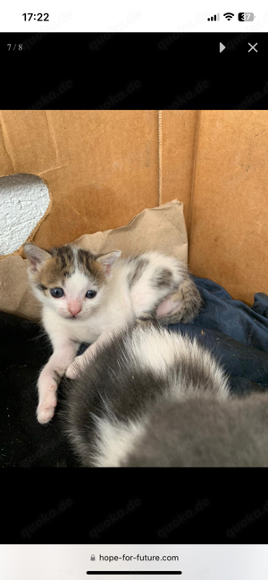 Zuckersüßer Kater Simba sucht ein Zuhause