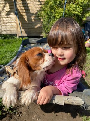 Cavalier King Charles Pärchen