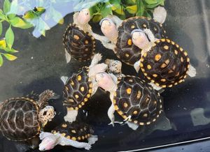 Diamantschildkröte zu verkaufen