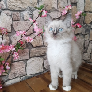 Reinrassiger Ragdoll mit wunderschönen blauen Augen! 