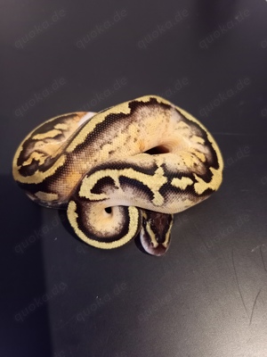 0.1 Pastel Piebald 