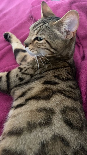 Wunderschöne bengal Katze zu verkaufen 