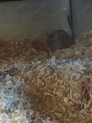 Wüstenrennmäuse Gerbil 