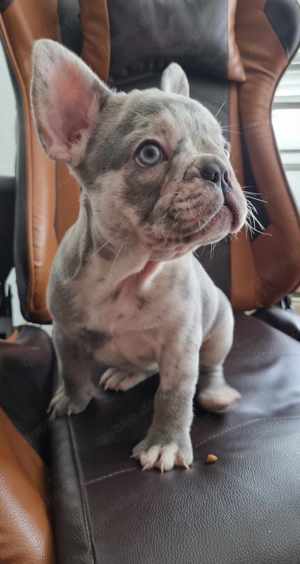 Französische Bulldogge Merle