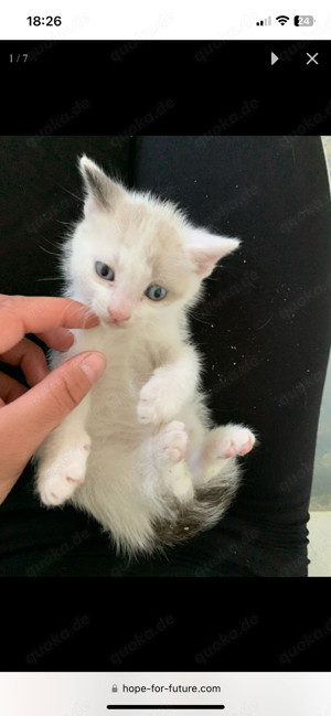 Putzeliger Kater Luigi träumt von einem Zuhause