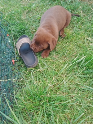 bourduex Dogge -Labrador chocolate Welpen 