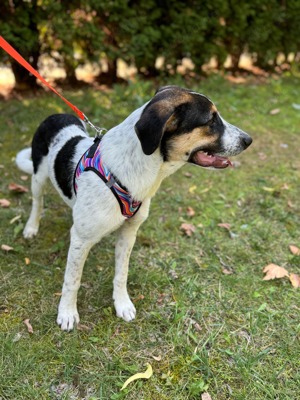 Appenzeller Mix Ricky sucht ein Zuhause 