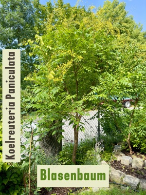 Blasenbaum, 15-20cm groß 