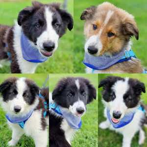 Collie  + Australian Shepherd + Border Collie Welpen