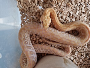 Tigerpython NZ 2024 Caramel 