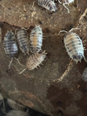 Bodenpolizei Asseln Porcellio leavis Panda Pandaasseln tropisch 