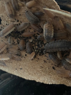 Asseln Bodenpolizei Porcellio Scaber Lava tropisch 