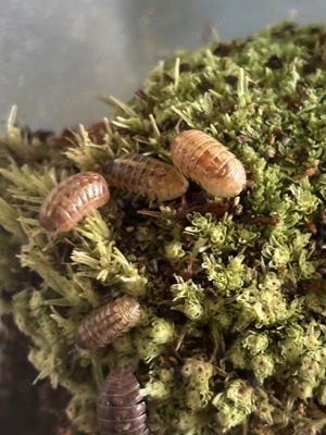 Asseln Armadillidium Spec St Lucia Bodenpolizei