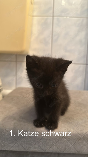 BKH mischlings Kitten