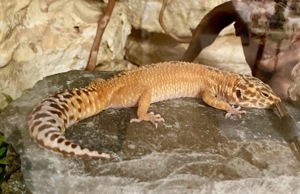 Leopardgecko Weibchen